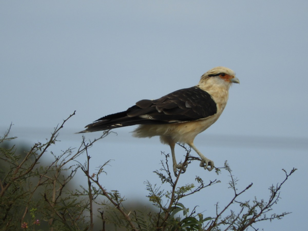 Yellow-headed Caracara - ML621823103