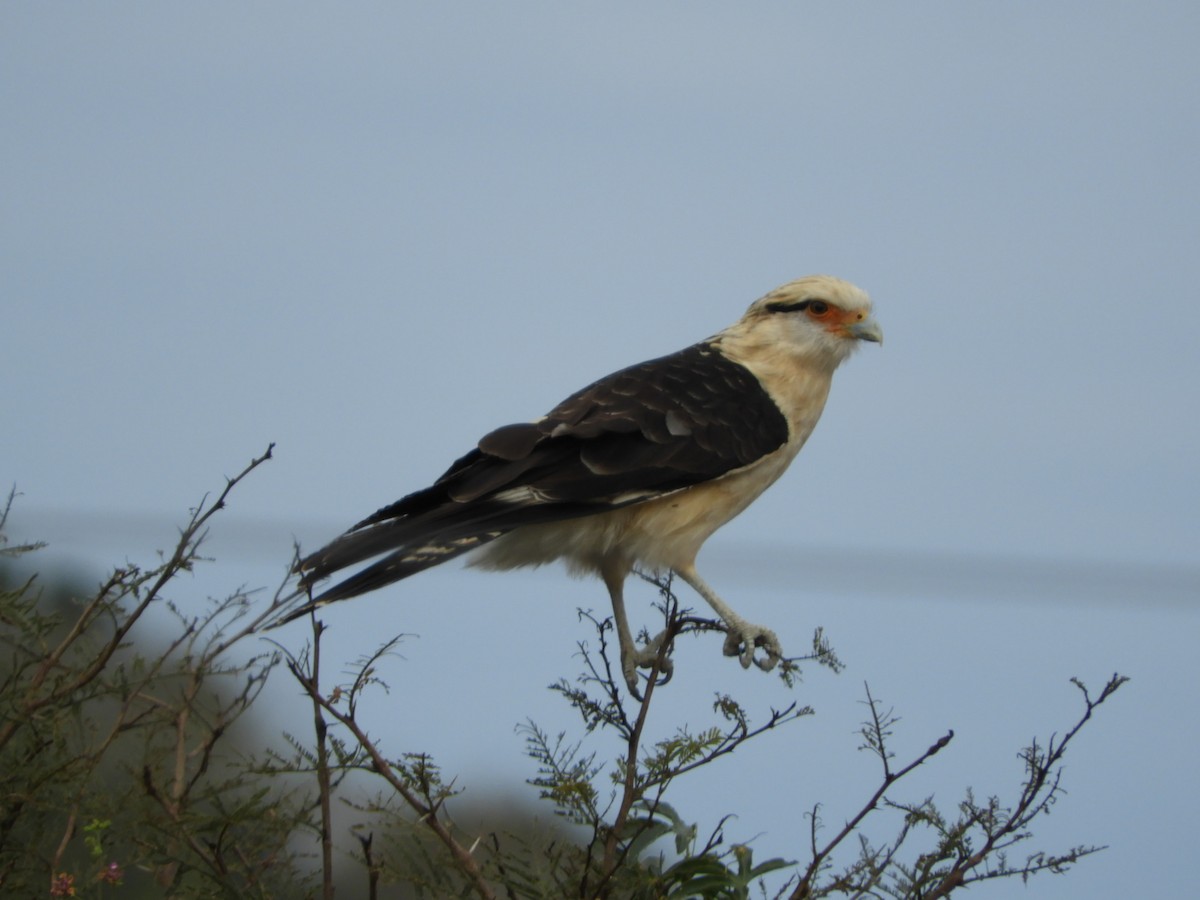 Yellow-headed Caracara - ML621823104