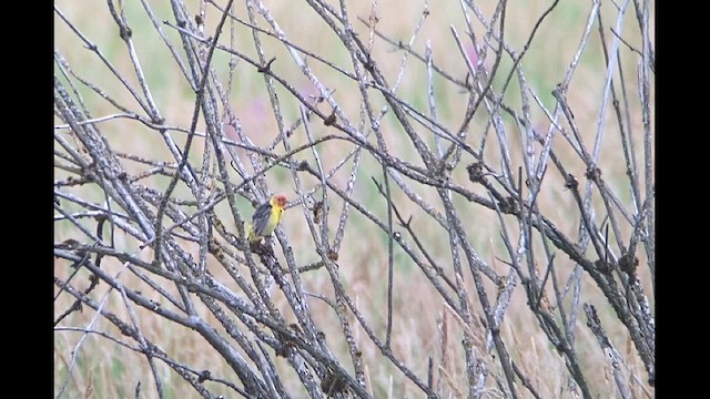 Western Tanager - ML621823111