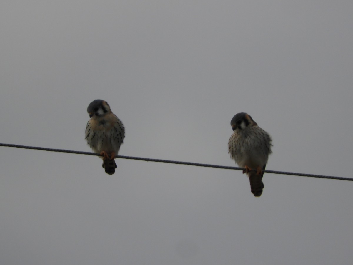 American Kestrel - ML621823113