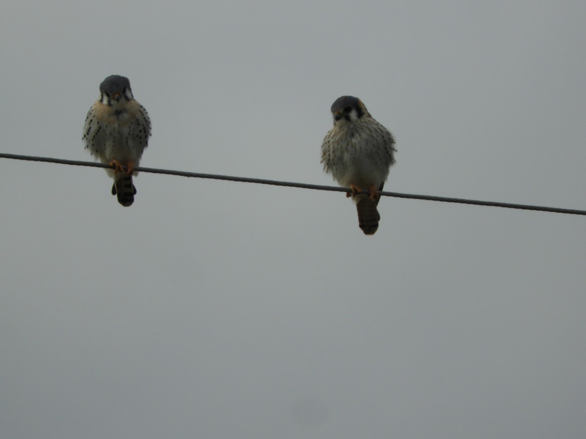 American Kestrel - ML621823114