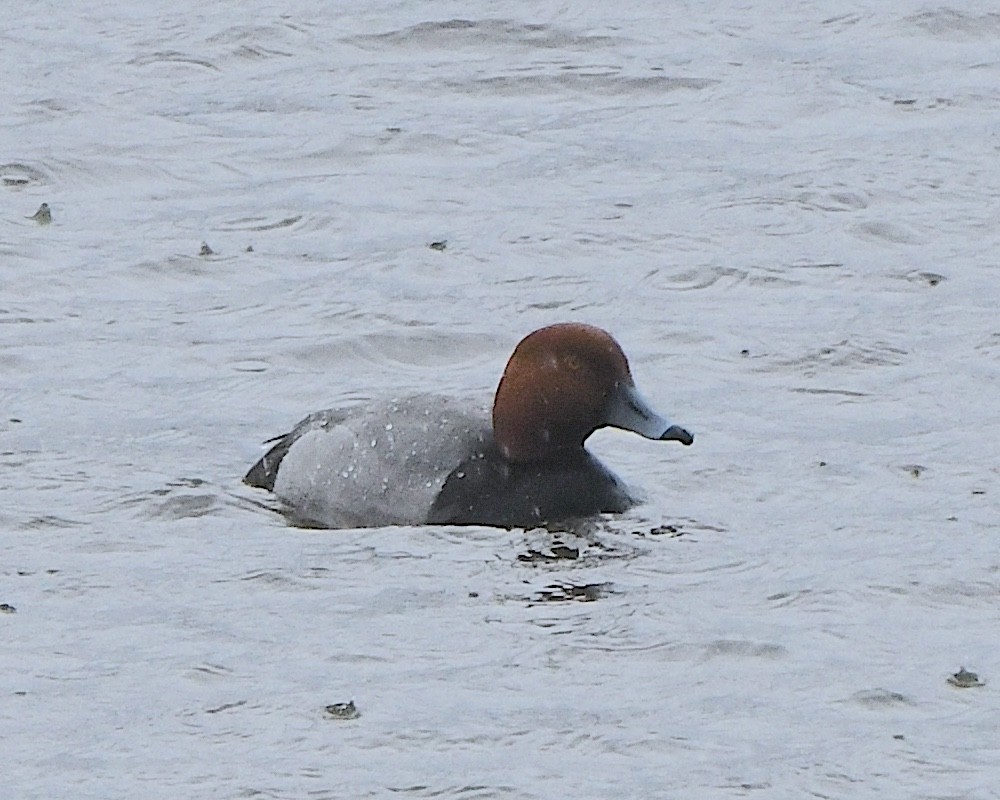 Redhead - ML621823235