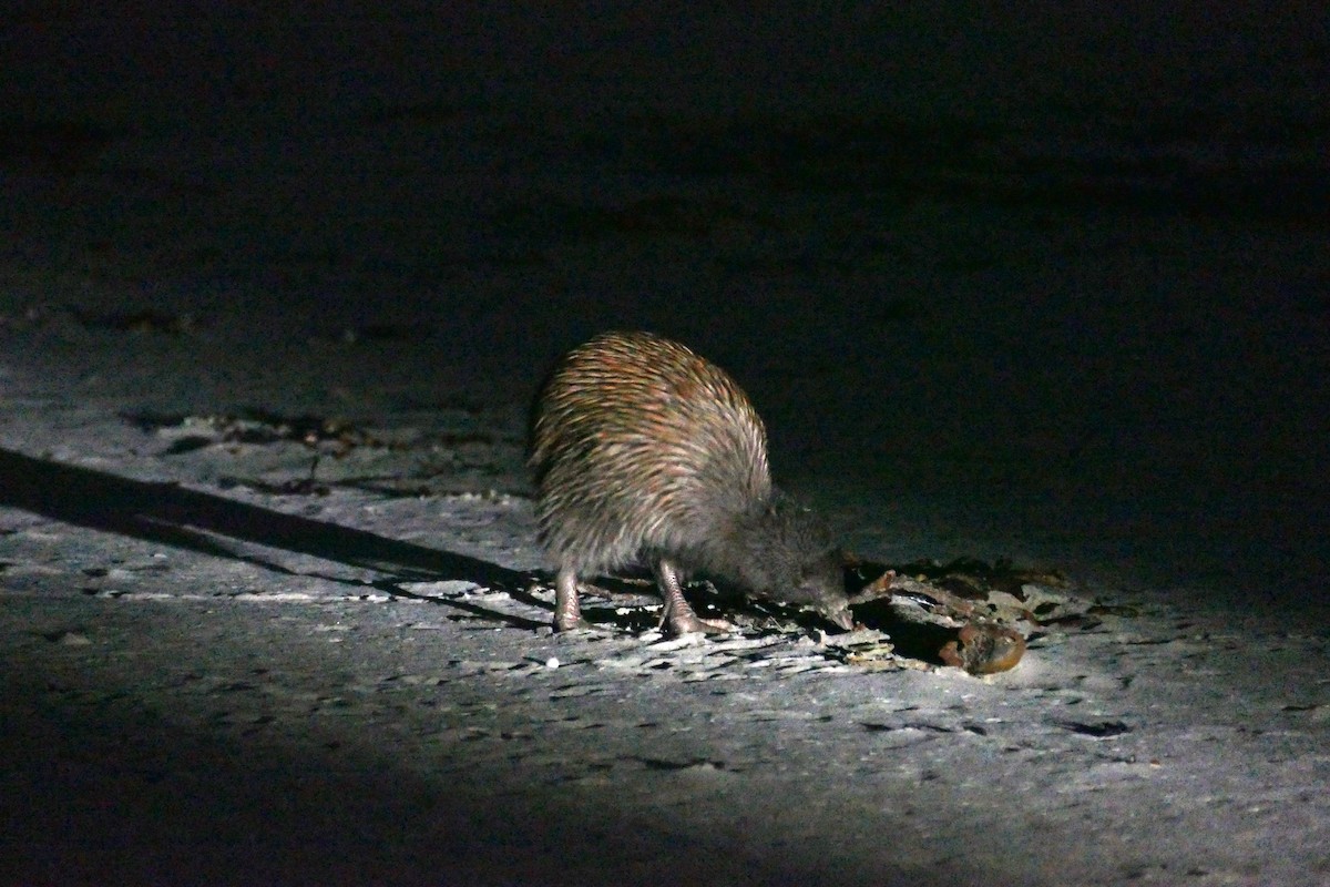 Southern Brown Kiwi (Stewart I.) - ML621823237