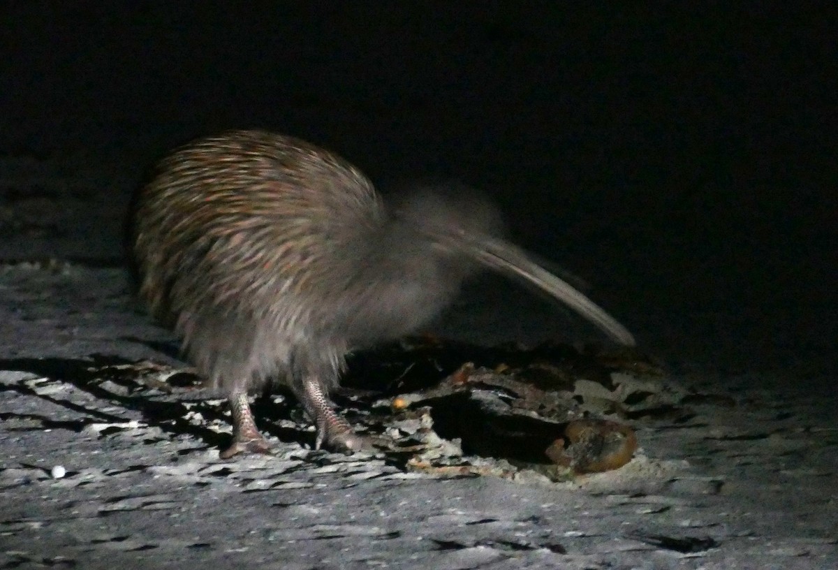 Southern Brown Kiwi (Stewart I.) - ML621823241