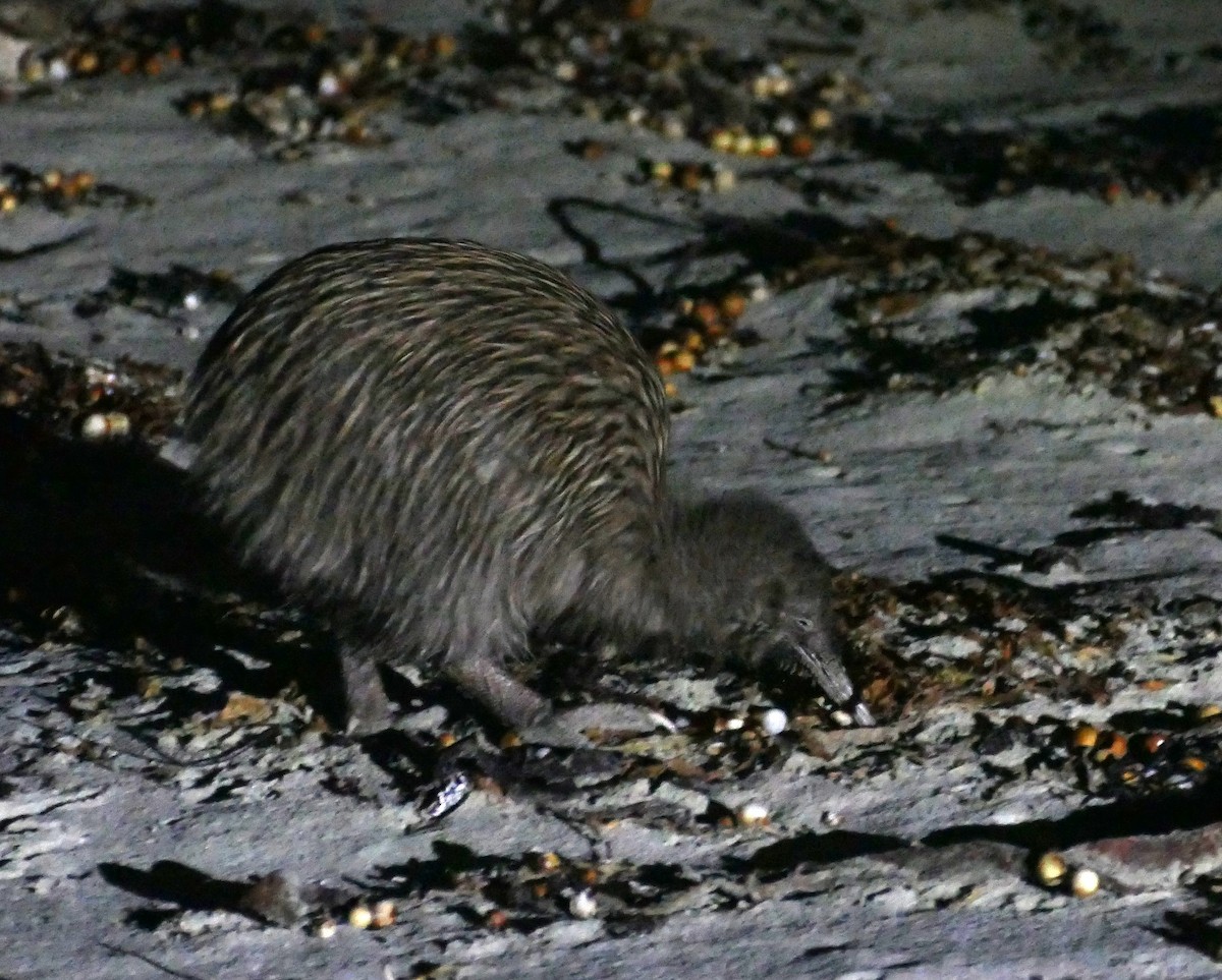 Southern Brown Kiwi (Stewart I.) - ML621823242