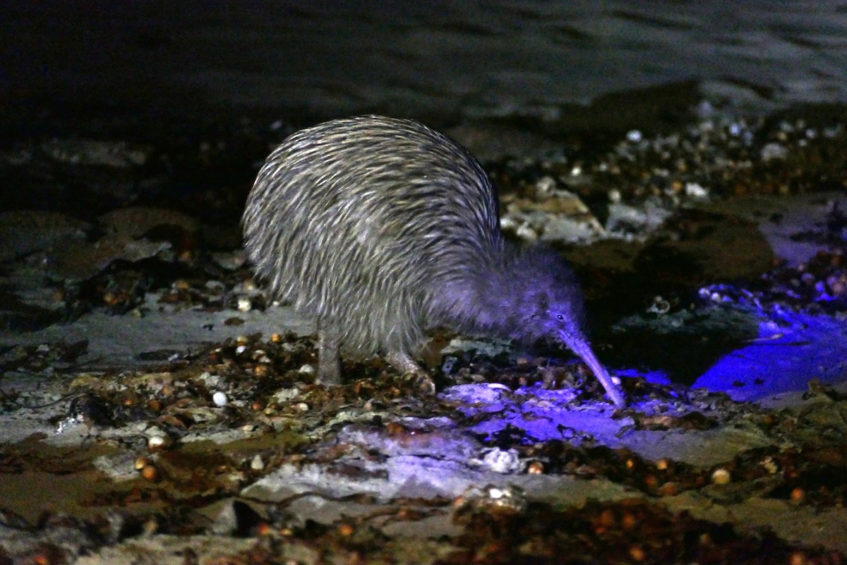 Southern Brown Kiwi (Stewart I.) - ML621823260