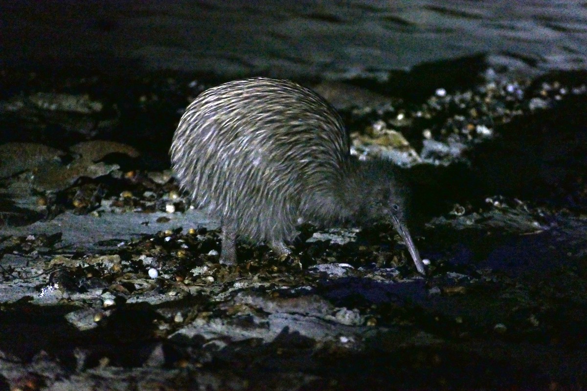 Southern Brown Kiwi (Stewart I.) - ML621823263