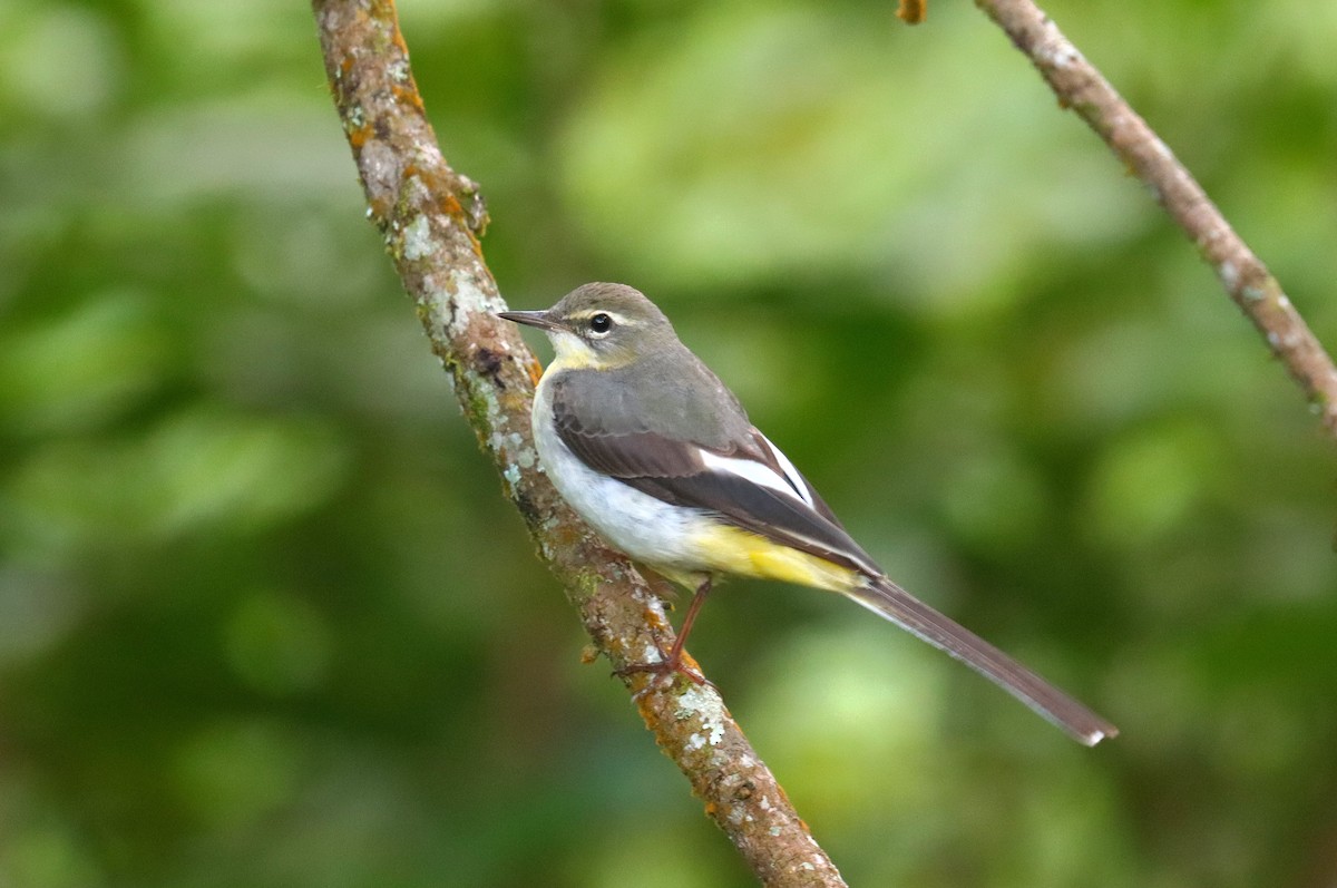 Gray Wagtail - ML621823279