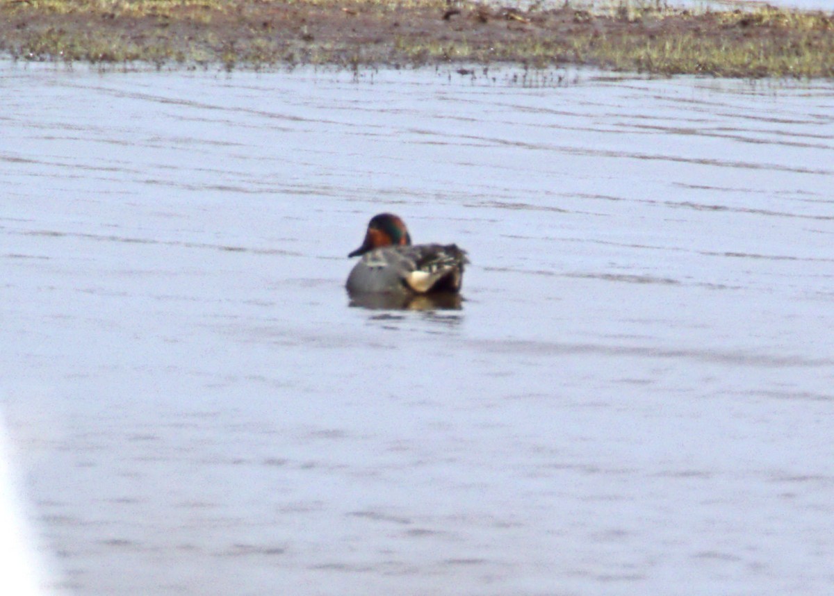 Green-winged Teal - ML621823306