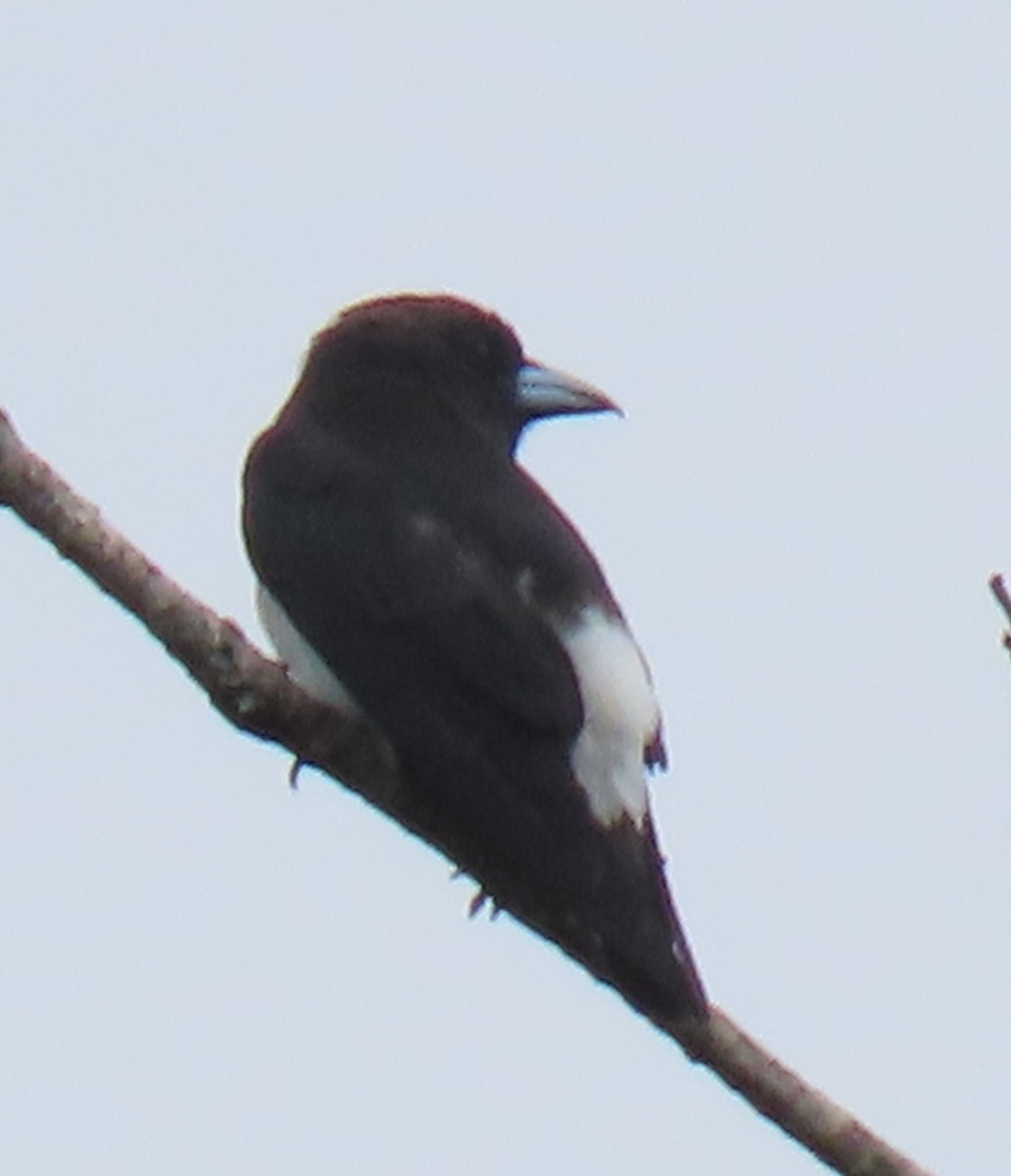 Great Woodswallow - ML621823337