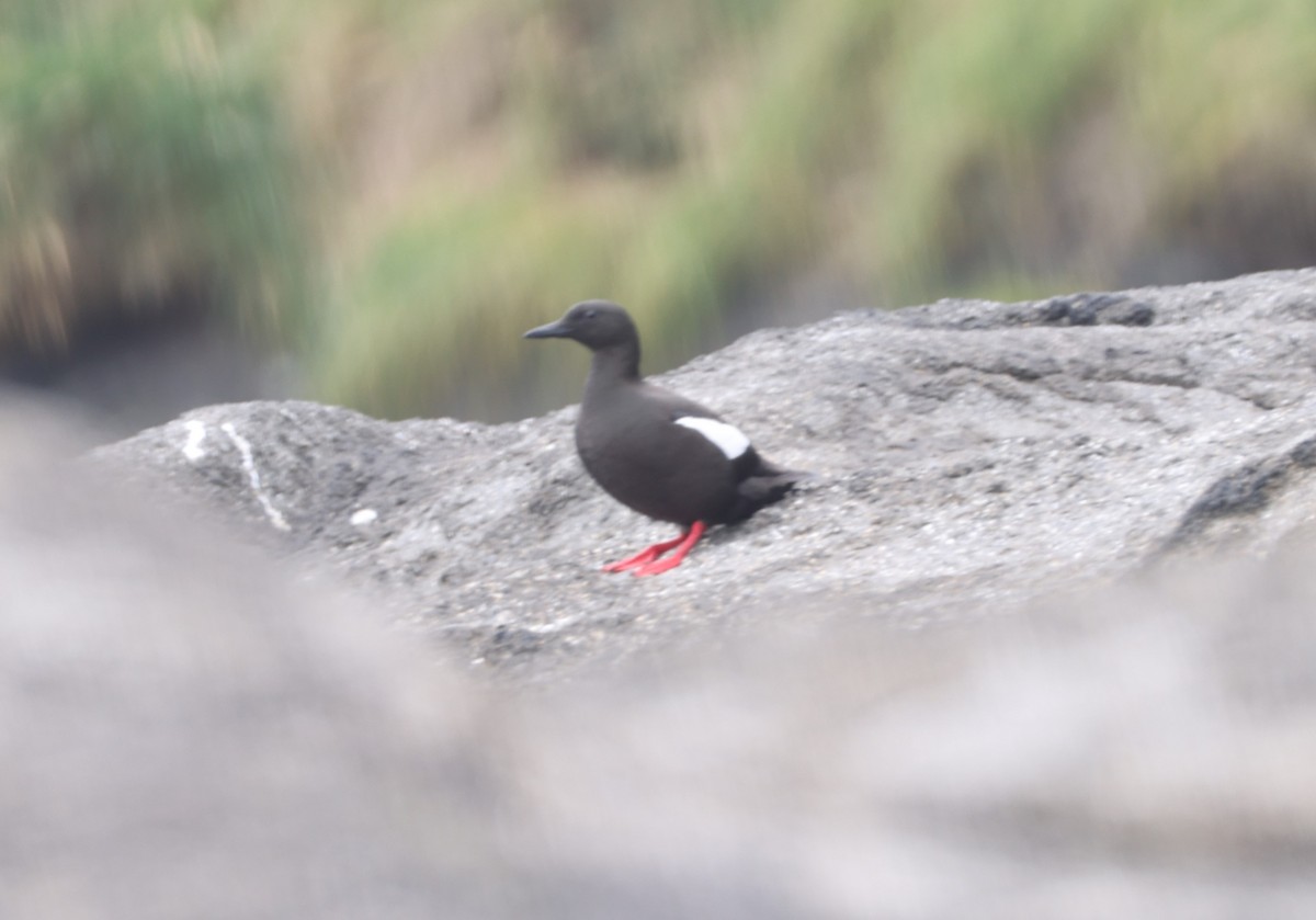 Black Guillemot - ML621823345