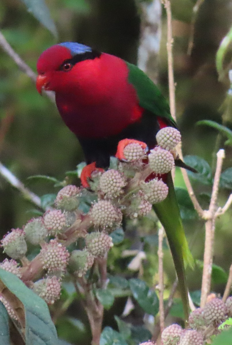 Stella's Lorikeet - ML621823383