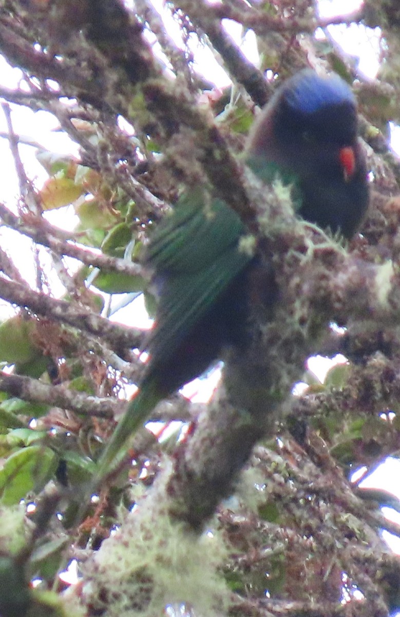 Stella's Lorikeet - ML621823388