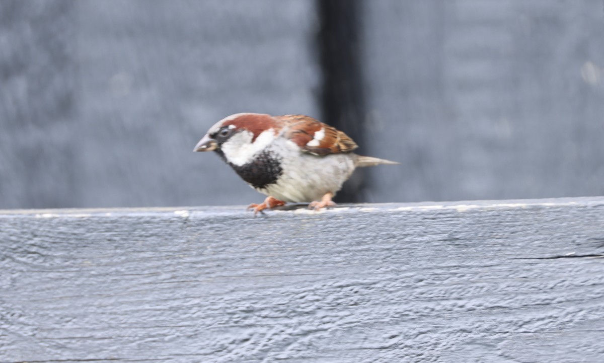 Оронгийн бор шувуу - ML621823392