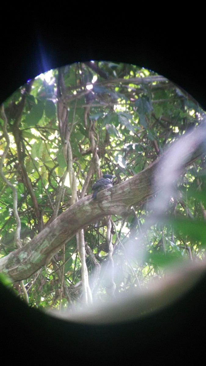 Black-breasted Puffbird - ML621823396