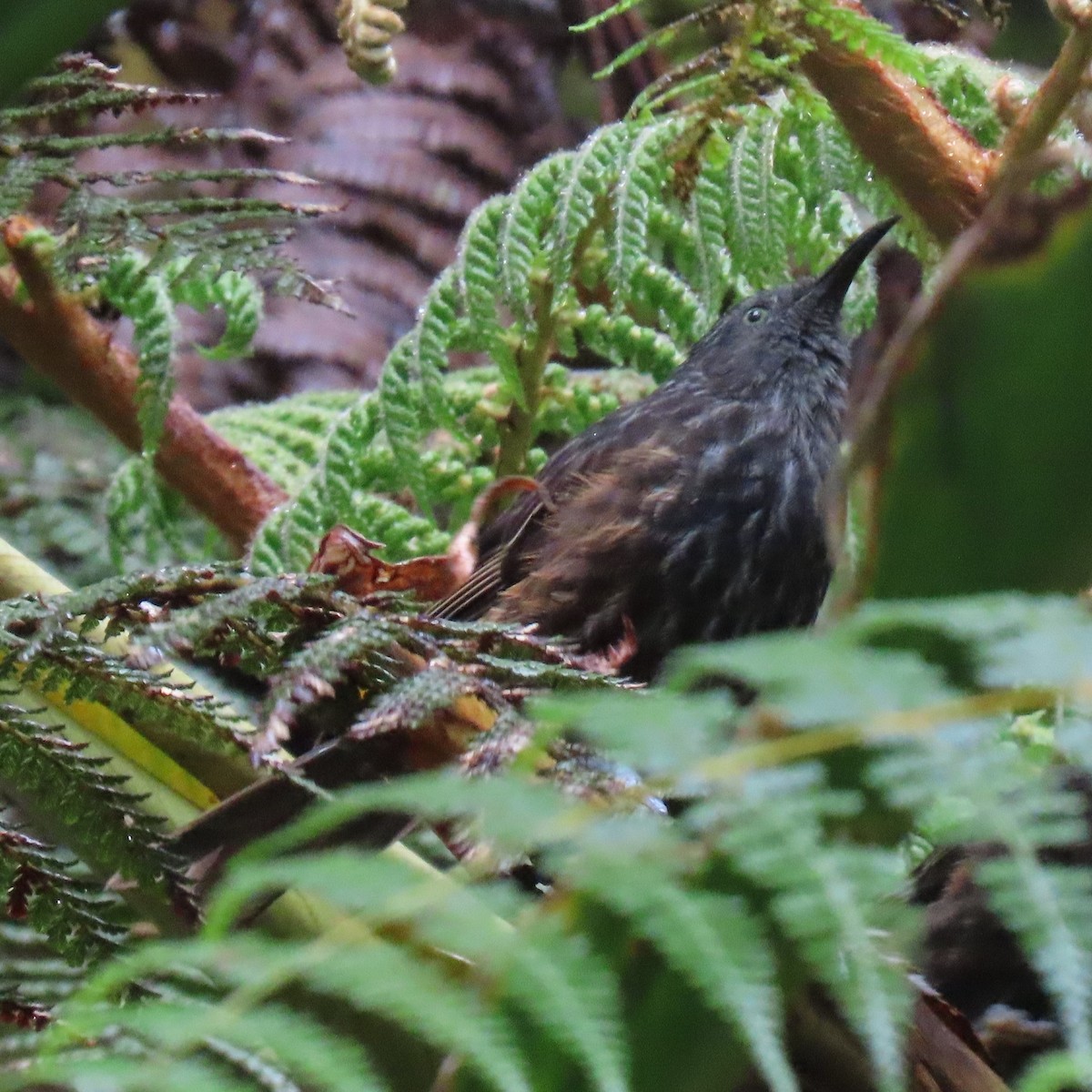 Gray-streaked Honeyeater - ML621823401