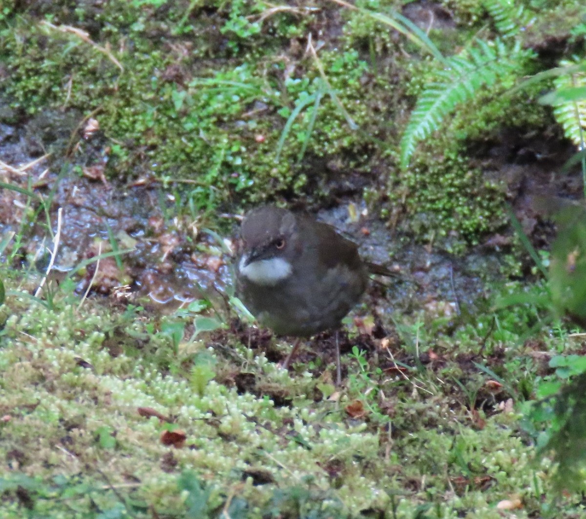 Mountain Mouse-Warbler - Elizabeth Lyons