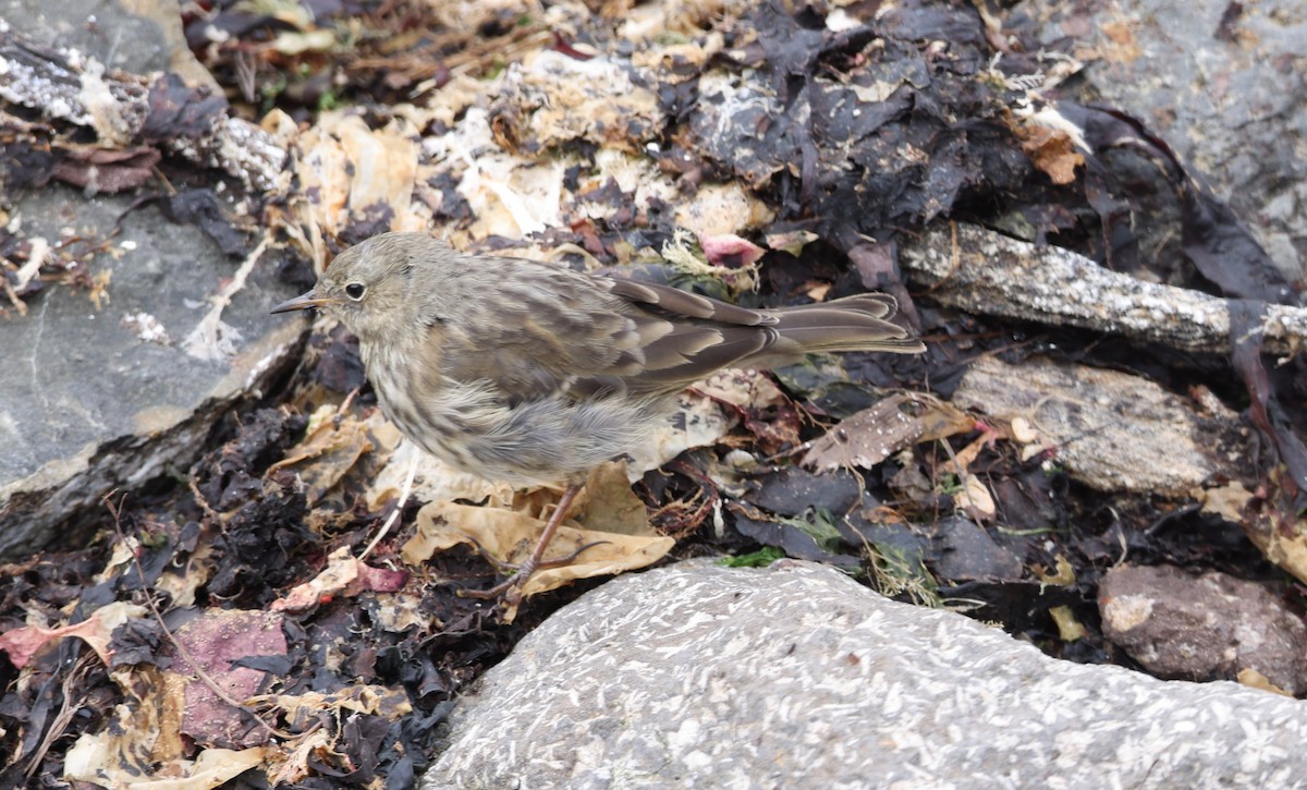 Rock Pipit - ML621823428