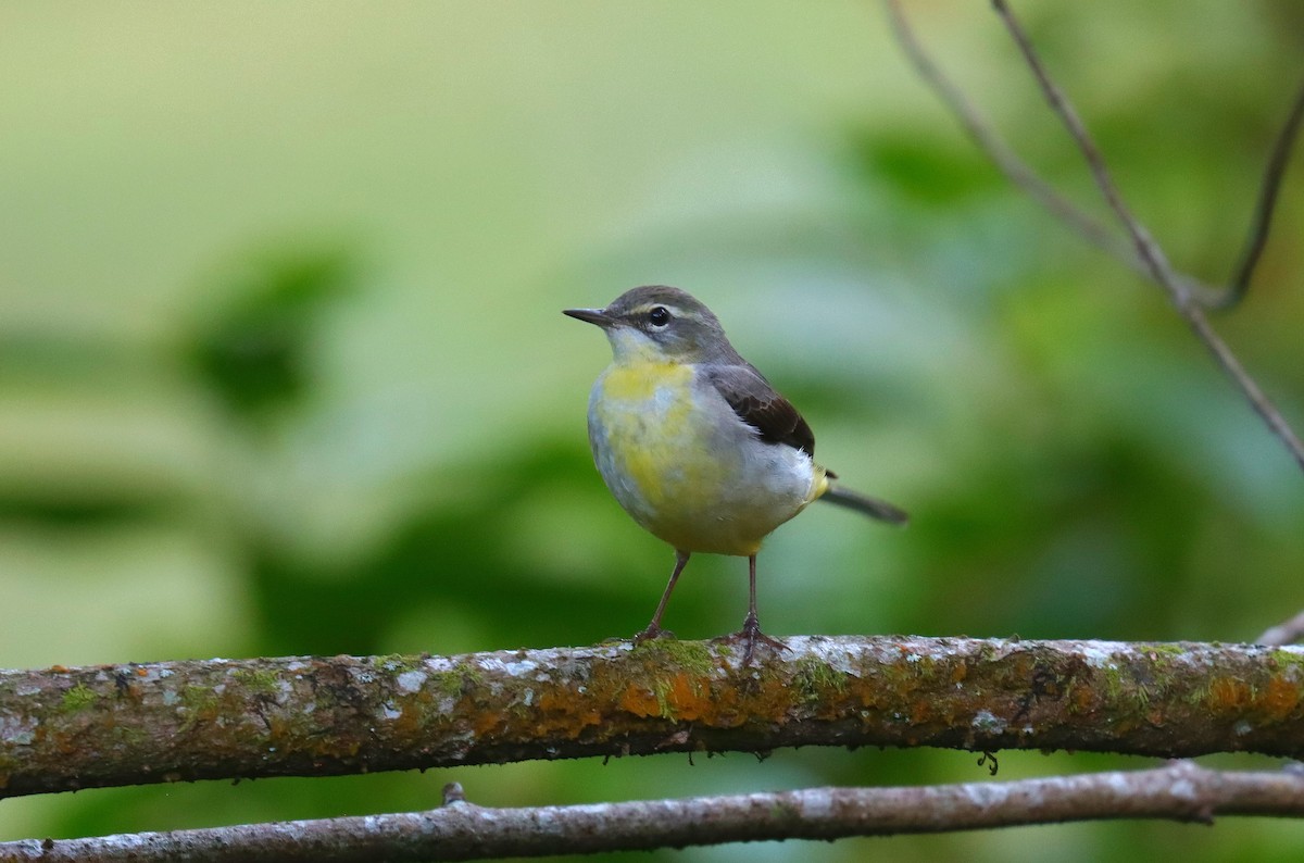 Gray Wagtail - Wayne Paes