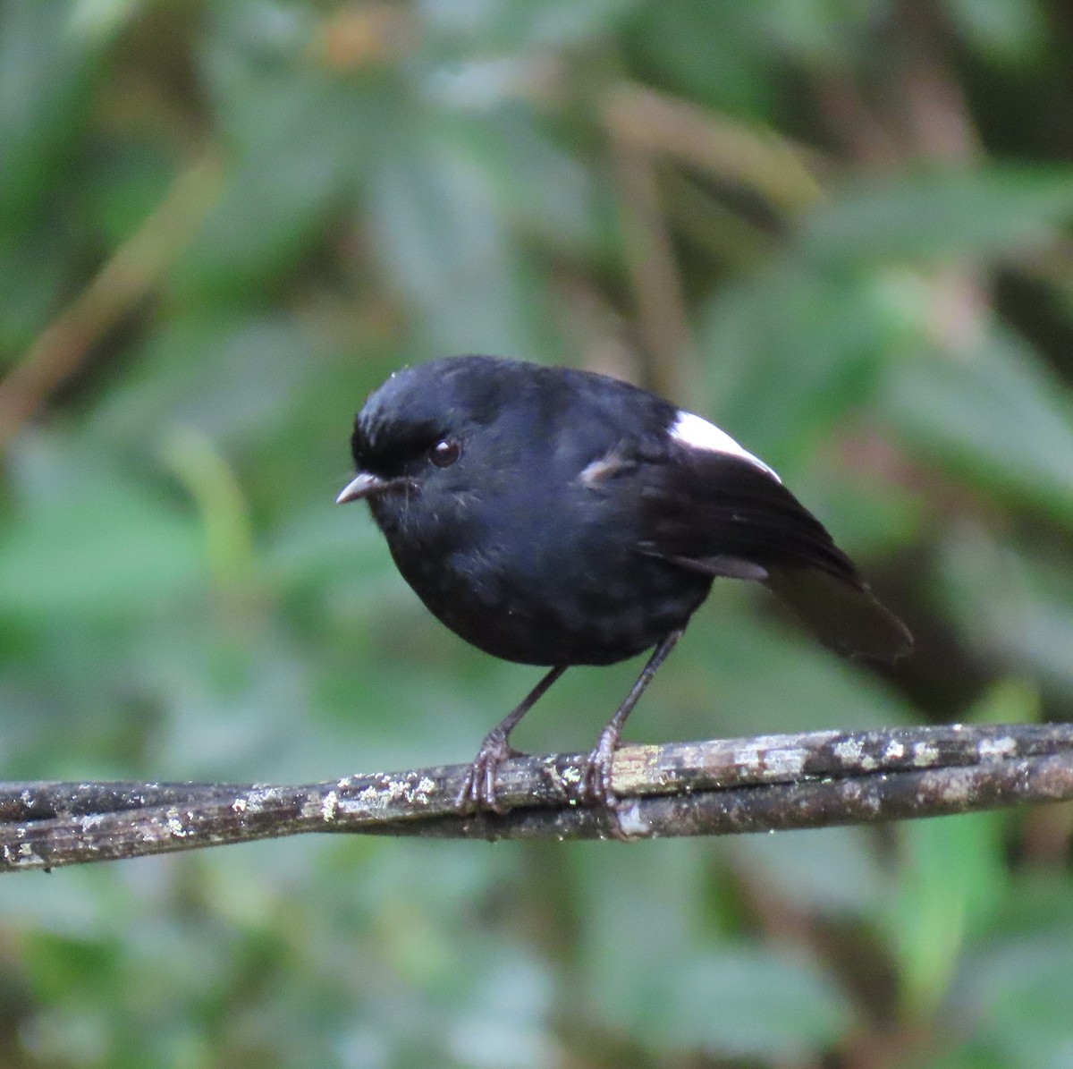 White-winged Robin - Elizabeth Lyons