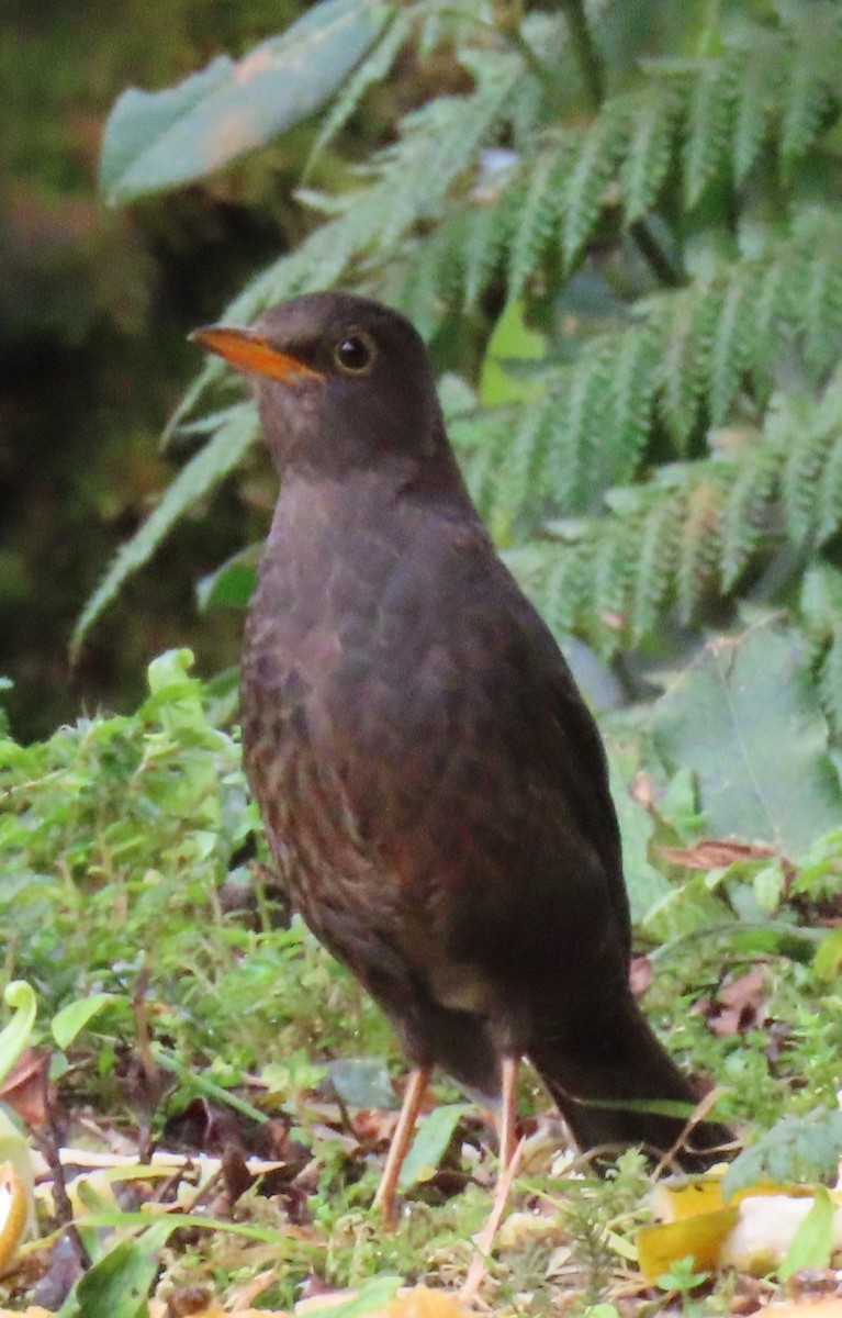 Island Thrush - Elizabeth Lyons