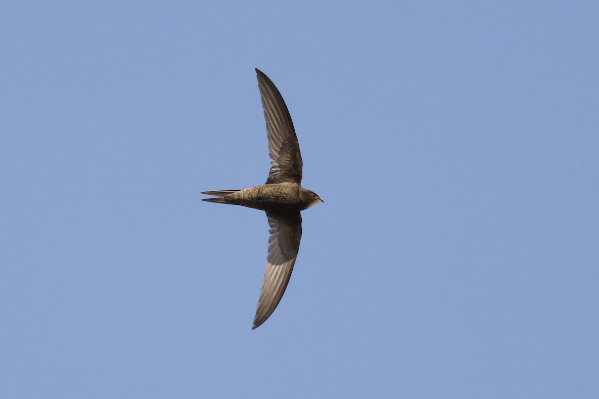 Common Swift - ML621823587