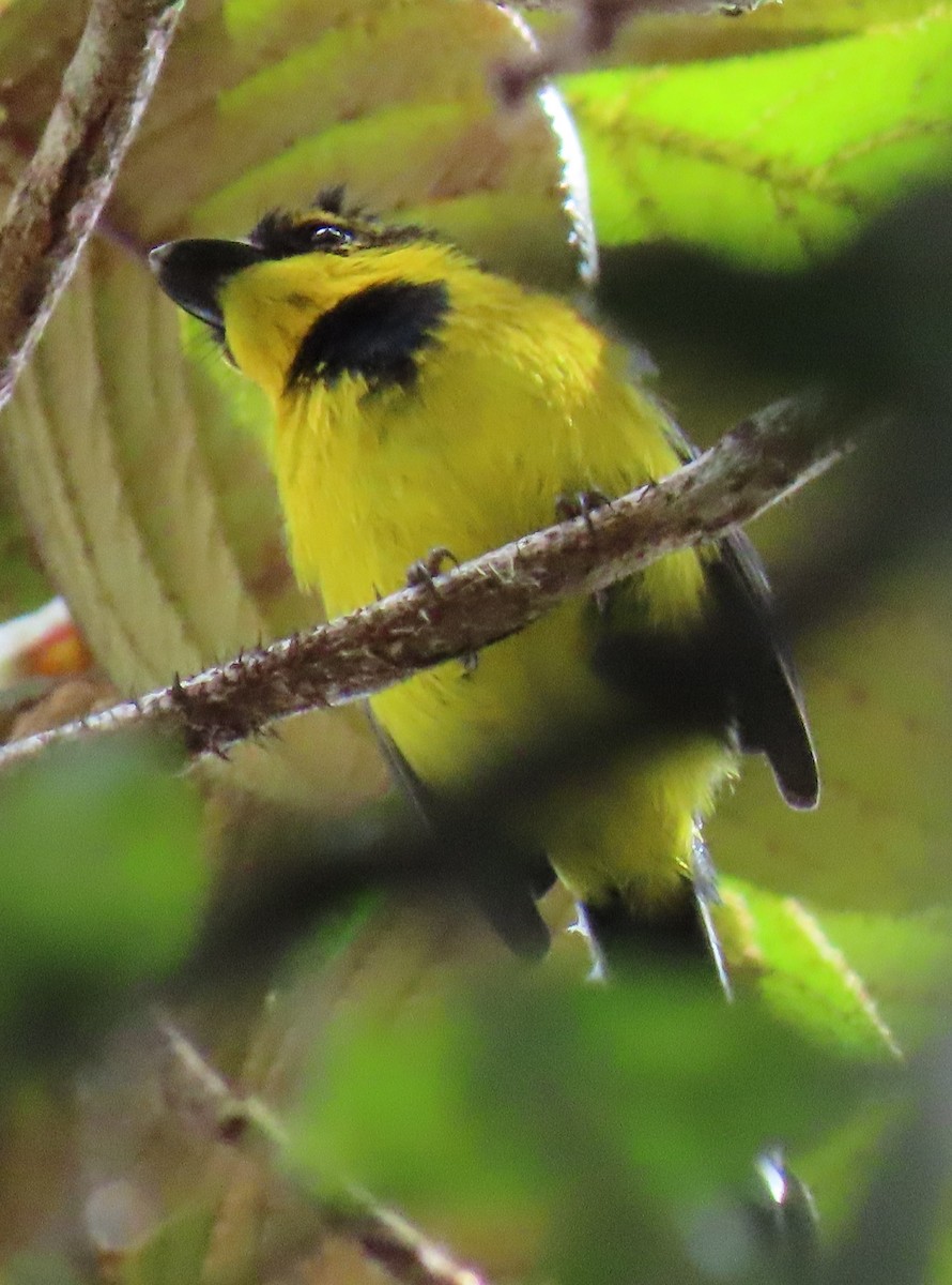 Black-breasted Boatbill - ML621823597