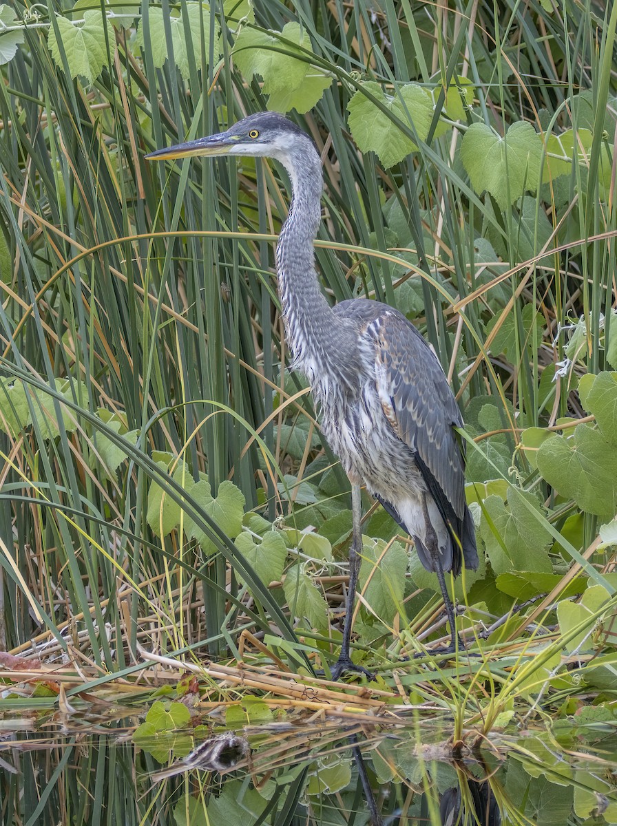 Great Blue Heron - ML621823604