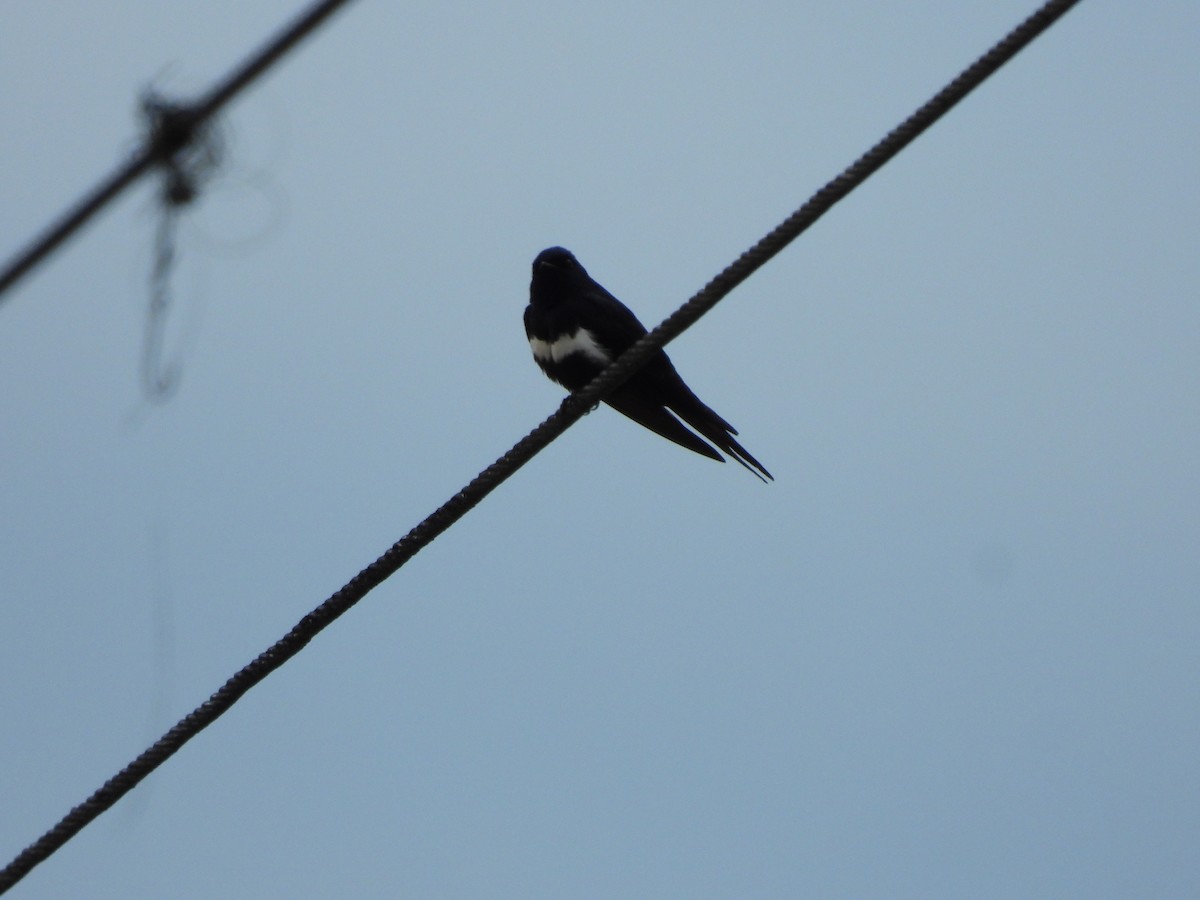 White-banded Swallow - ML621823611