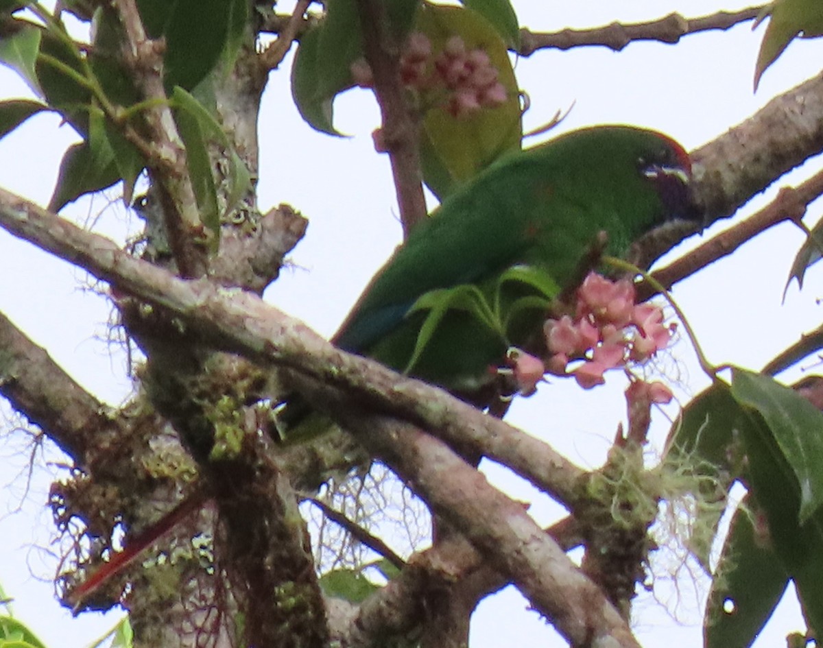 Plum-faced Lorikeet - ML621823650