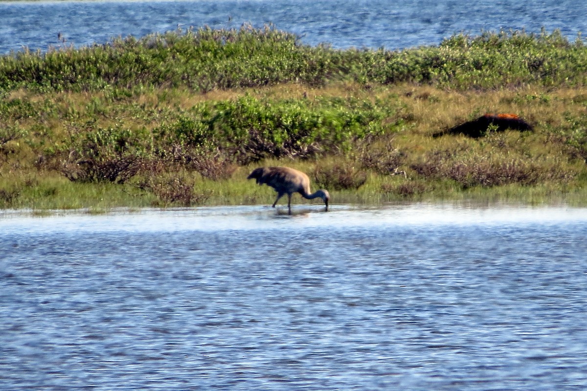 Sandhill Crane - ML621823675