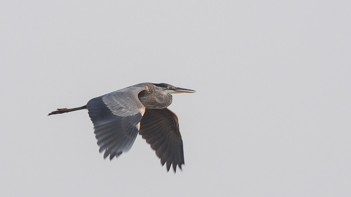 Garza Azulada - ML621823676