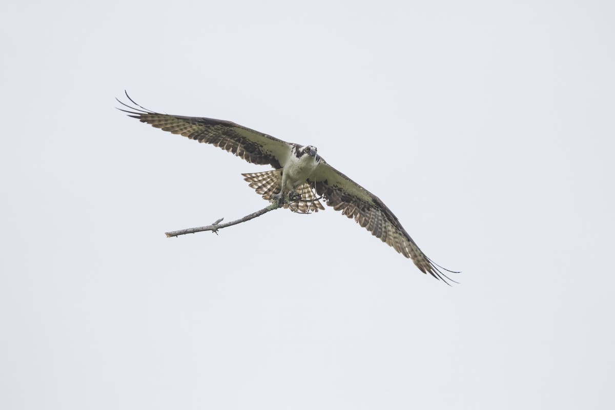 Osprey - ML621823764