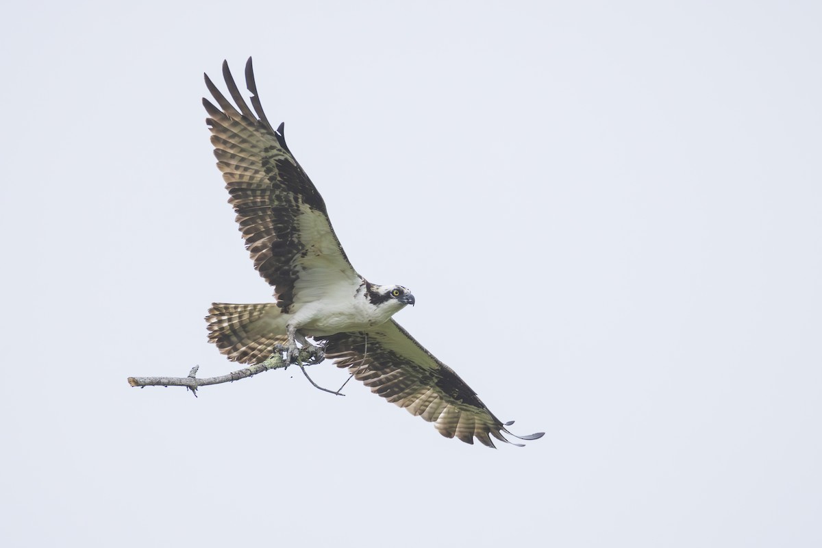 Osprey - ML621823765