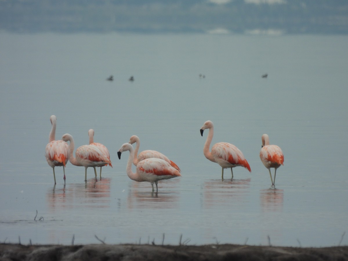 Chilean Flamingo - ML621823773