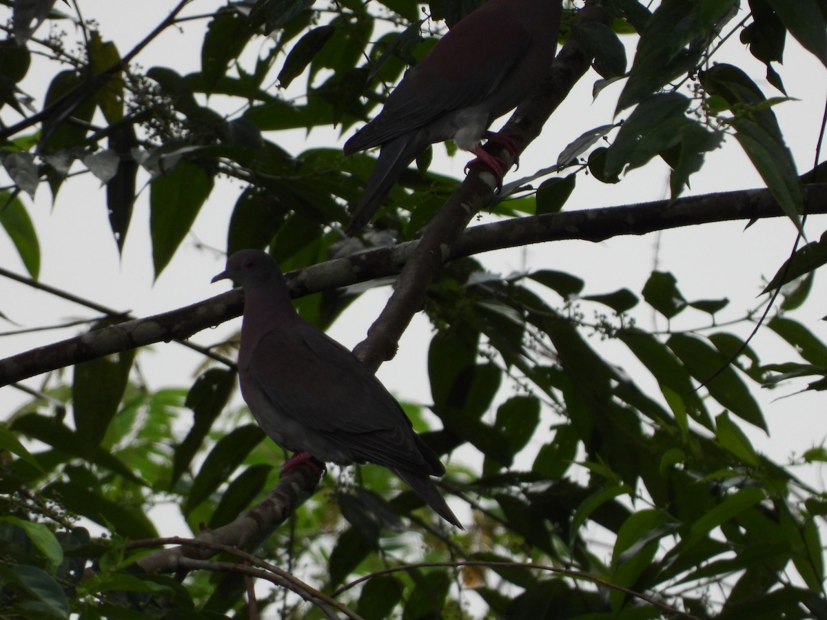 Plumbeous Pigeon - ML621823782