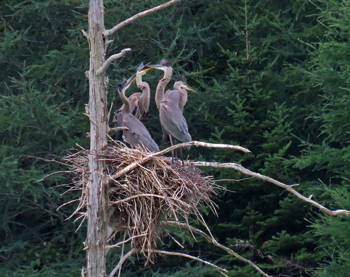 Great Blue Heron - ML621823784