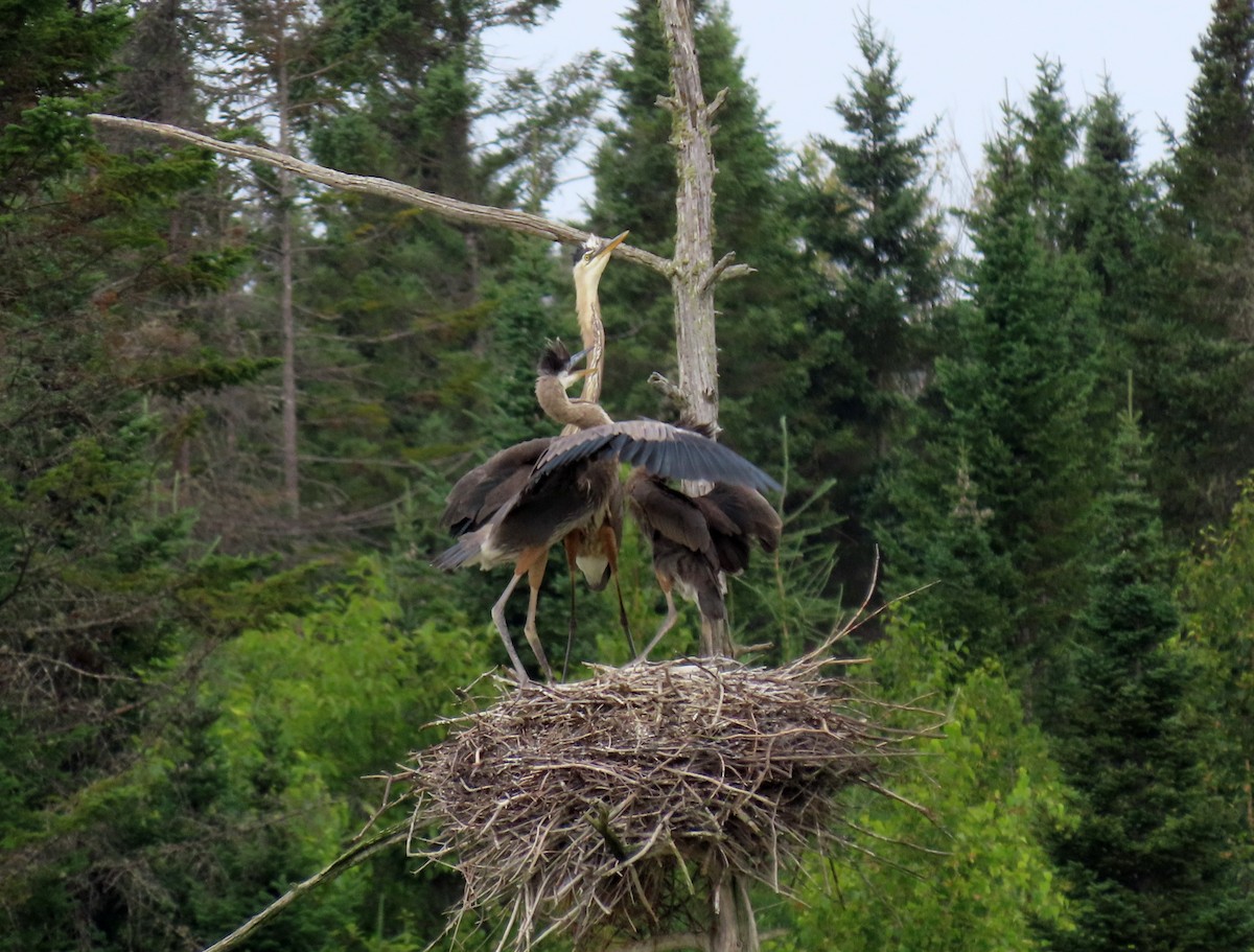 Great Blue Heron - ML621823790