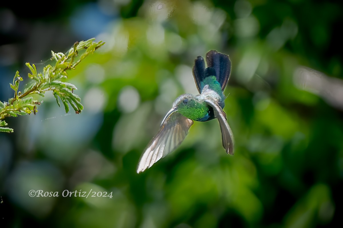 Green-throated Carib - ML621823791