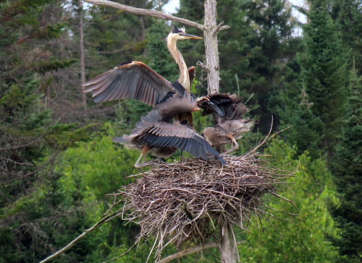 Great Blue Heron - ML621823794