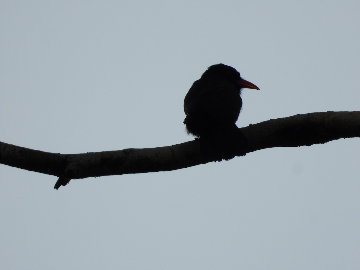 Black-fronted Nunbird - ML621823796