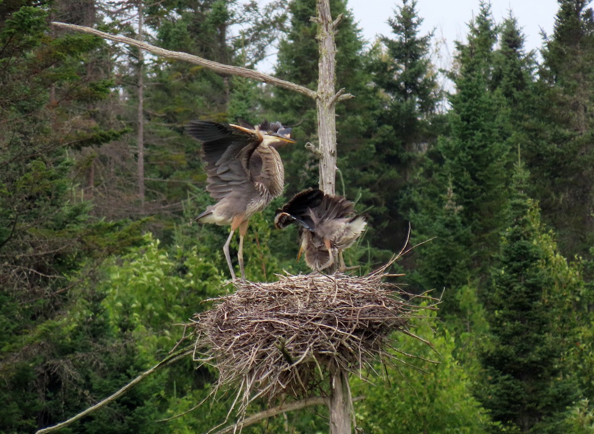 Great Blue Heron - ML621823808