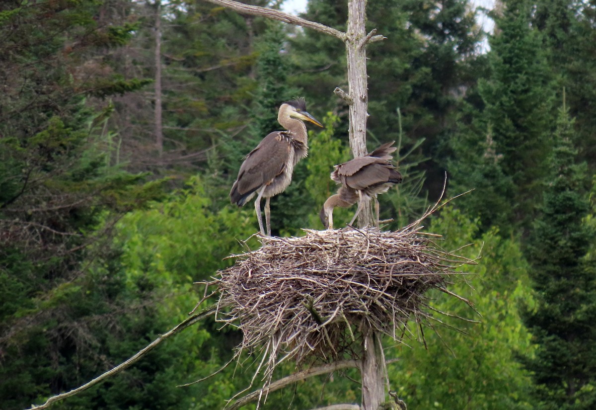 Great Blue Heron - ML621823815