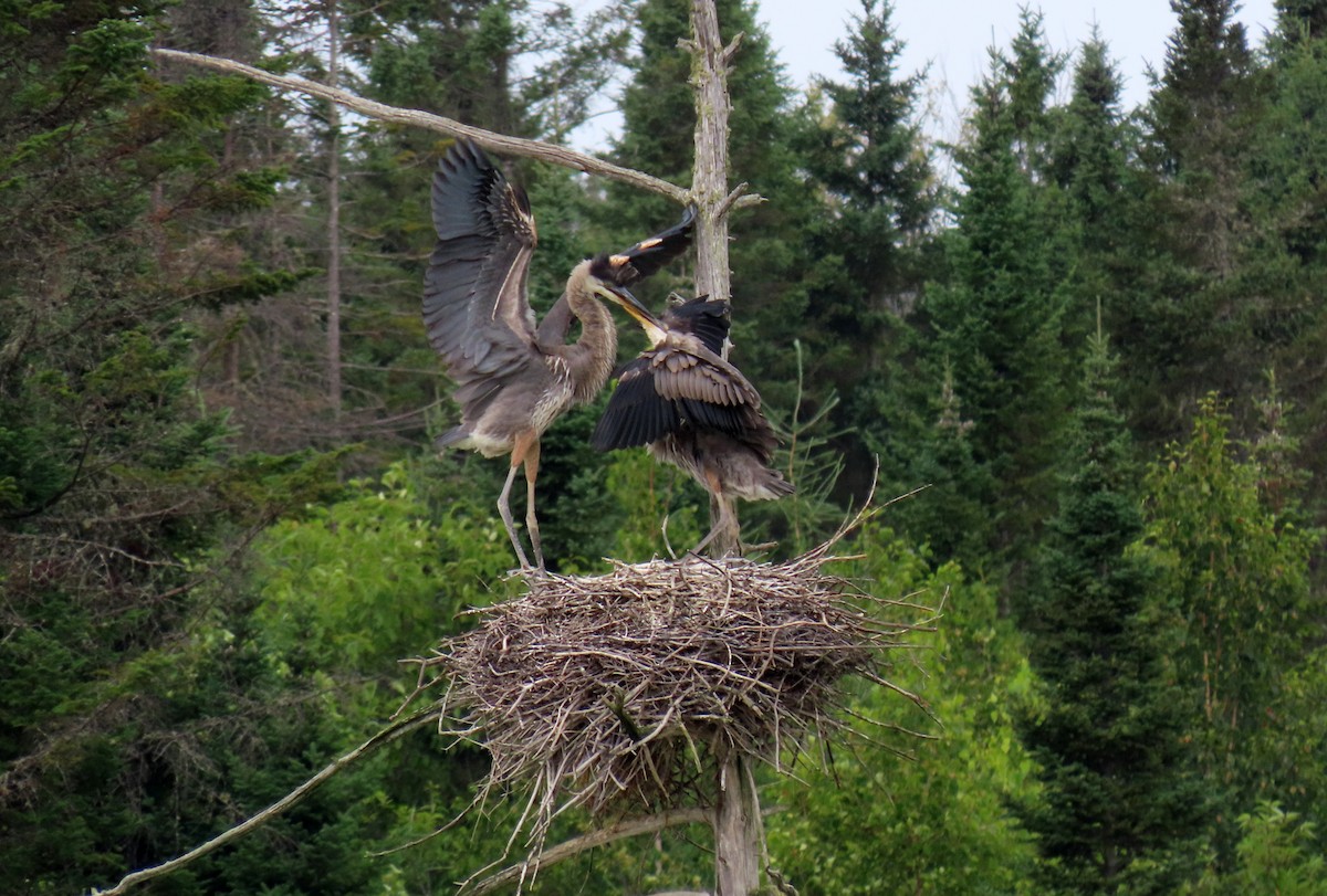 Great Blue Heron - ML621823819