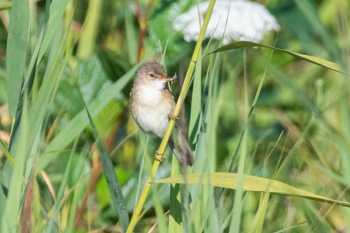 Очеретянка ставкова (підвид scirpaceus) - ML621823831