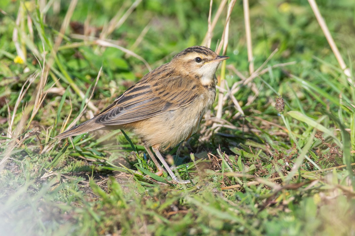 Очеретянка лучна - ML621823833