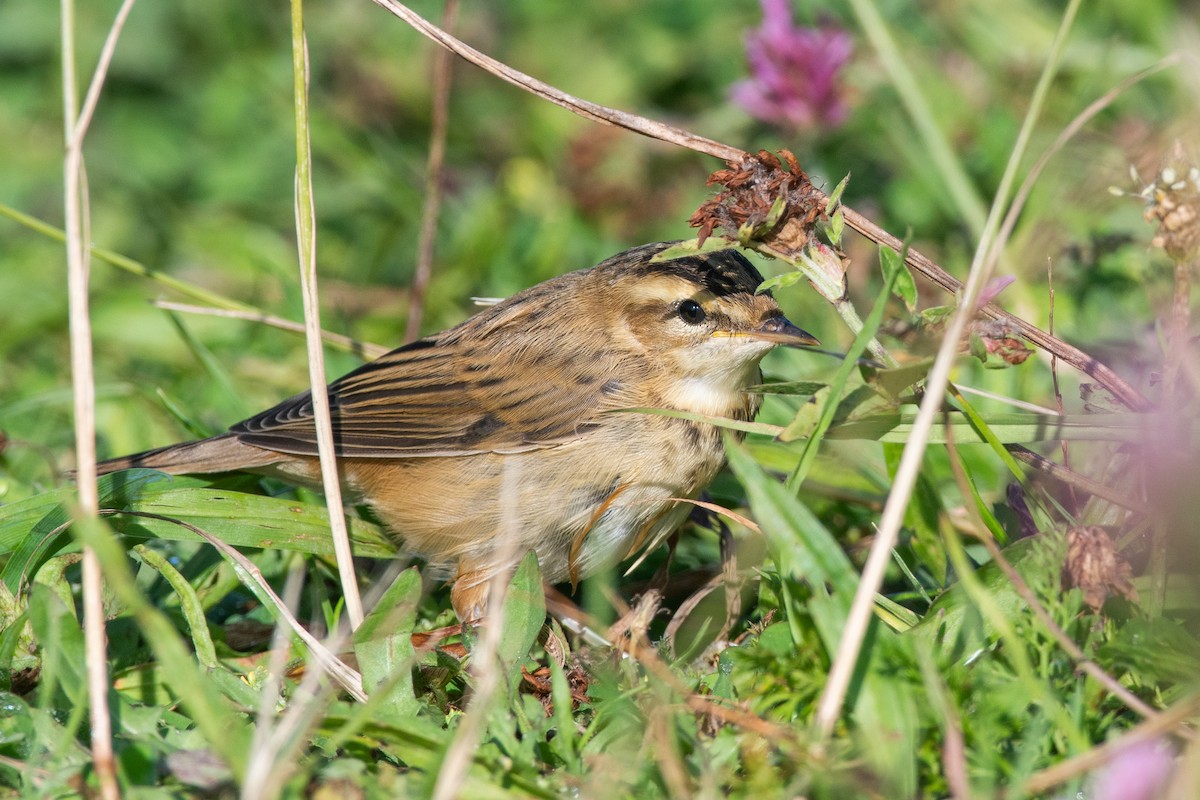 Очеретянка лучна - ML621823834