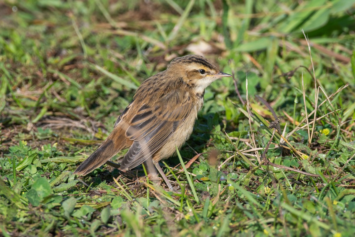 Очеретянка лучна - ML621823835