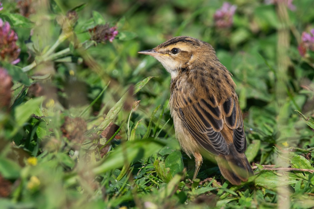 Очеретянка лучна - ML621823836
