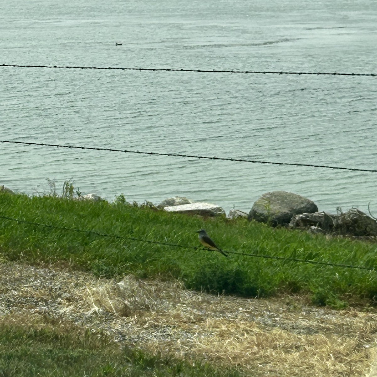 Western Kingbird - ML621823838